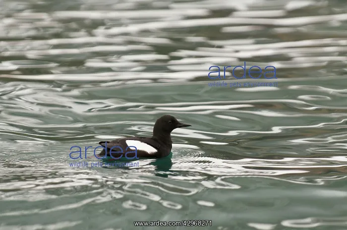 : Black Guillemot - Swimming on sea : Black Guillemot - Swimming on sea
