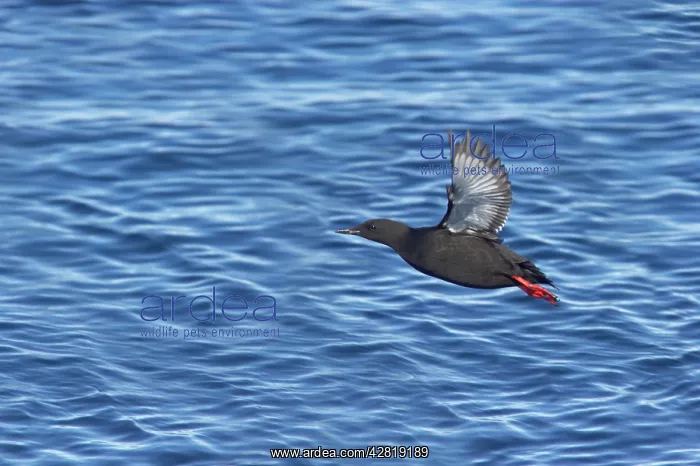 : Black Guillemot - Taking off from sea : Black Guillemot - Taking off from sea