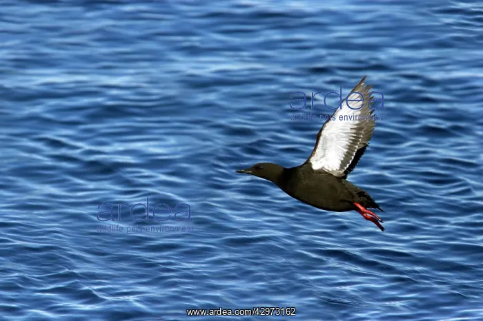  : Black Guillemot - Taking off from sea