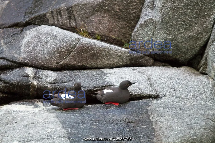  : Black Guillemot  /  Tystie