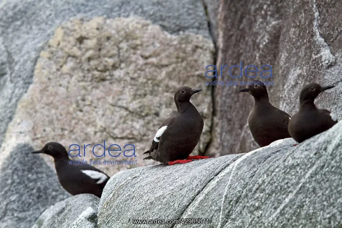 : Black Guillemot / Tystie : Black Guillemot / Tystie