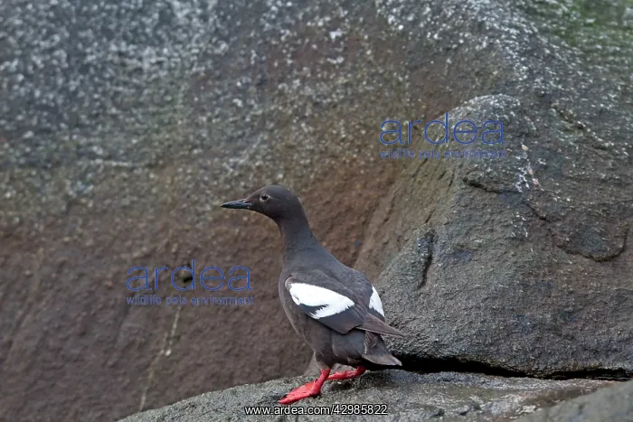 : Black Guillemot / Tystie : Black Guillemot / Tystie