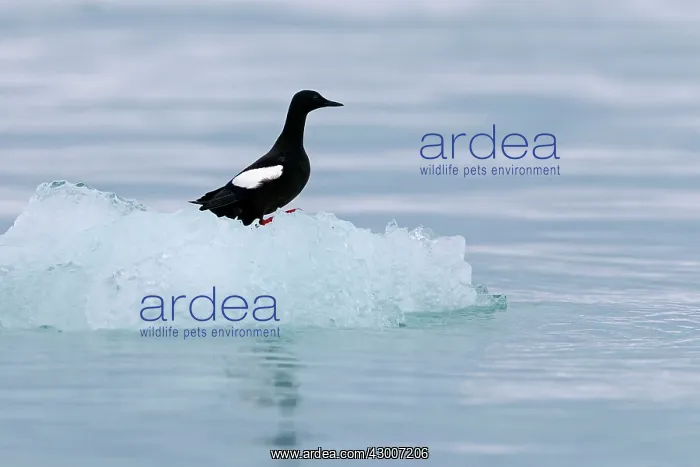 : Black Guillemot / Tystie : Black Guillemot / Tystie