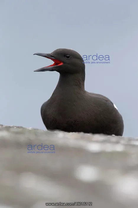 : Black Guillemot / Tystie : Black Guillemot / Tystie