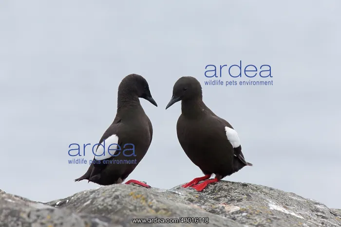 : Black Guillemot / Tystie : Black Guillemot / Tystie