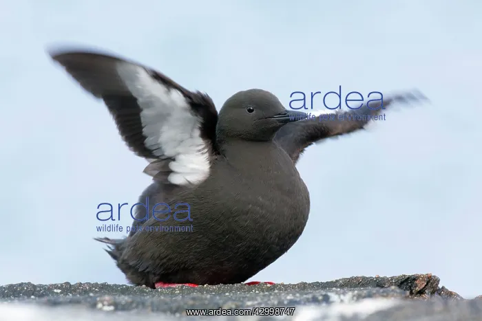 : Black Guillemot / Tystie - flapping wings : Black Guillemot / Tystie - flapping wings