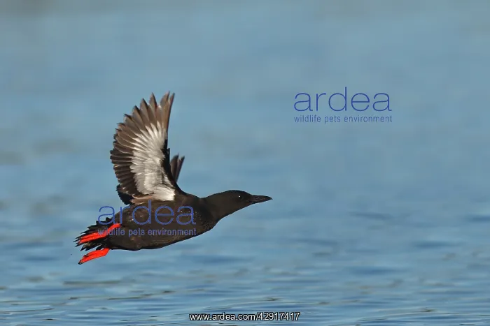  : Black Guillemot  /  Tystie - in flight above water