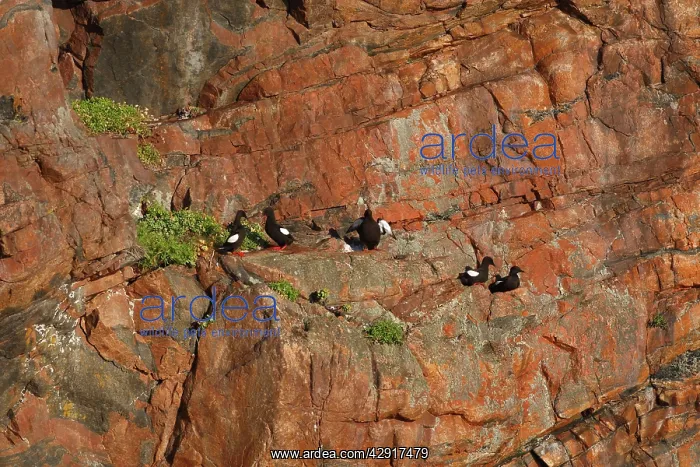 : Black Guillemot / Tystie - nesting on rock edge : Black Guillemot / Tystie - nesting on rock edge