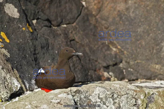 : Black Guillemot / Tystie - sitting on rock : Black Guillemot / Tystie - sitting on rock
