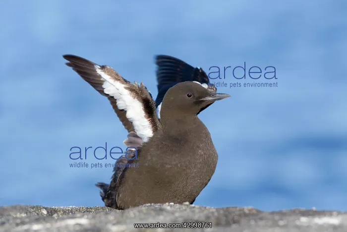  : Black Guillemot  /  Tystie - stretching wings