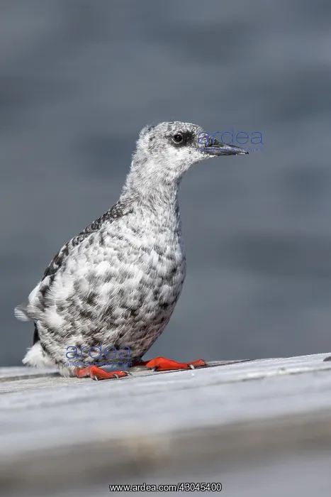 : Black Guillemot - Winter Plumage - Shetland - UK : Black Guillemot - Winter Plumage - Shetland - UK