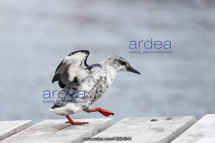 : Black Guillemot - Winter Plumage - Shetland - UK : Black Guillemot - Winter Plumage - Shetland - UK