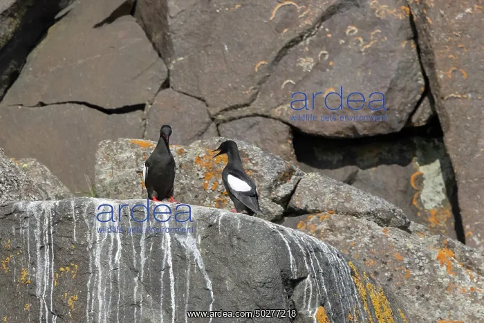 : Black Guillemots : Black Guillemots