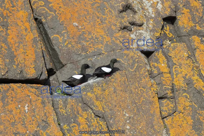 : Black Guillemots : Black Guillemots