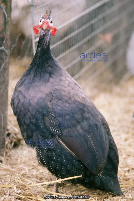 : BLACK GUINEAFOWL - in pen : BLACK GUINEAFOWL - in pen