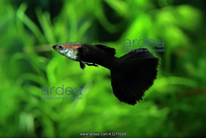 : Black Guppy (Poecilia reticulata) male in aquarium : Black Guppy (Poecilia reticulata) male in aquarium