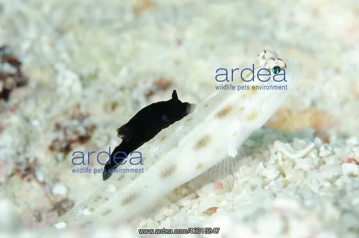 : Black Gymnodoris Nudibranch feeding on Fierce Shrimpgoby : Black Gymnodoris Nudibranch feeding on Fierce Shrimpgoby