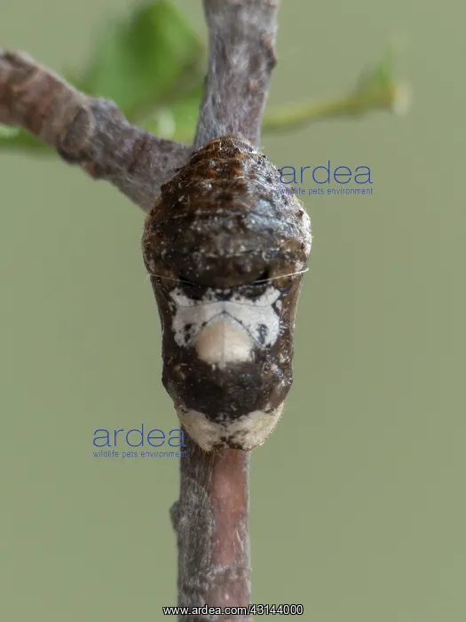 : Black Hairstreak : Black Hairstreak