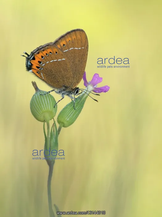 : Black Hairstreak : Black Hairstreak