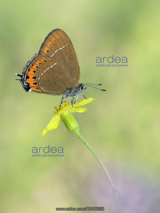  : Black Hairstreak
