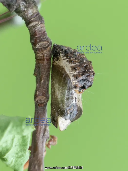 : Black Hairstreak : Black Hairstreak