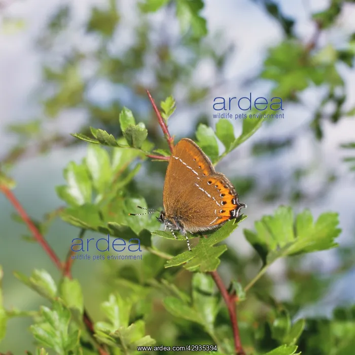  : Black Hairstreak BUTTERFLY