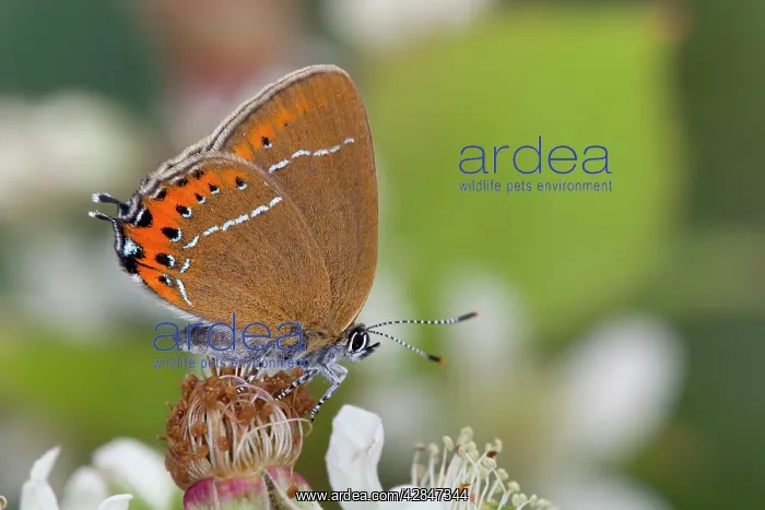 : Black Hairstreak Butterfly - on Bramble : Black Hairstreak Butterfly - on Bramble