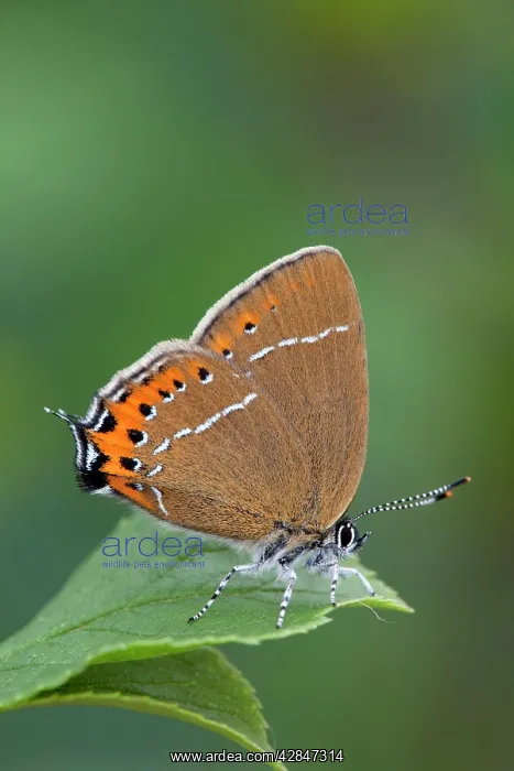 : Black Hairstreak Butterfly - on Hawthorn : Black Hairstreak Butterfly - on Hawthorn