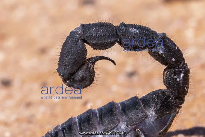 : Black Hairy thick tailed Scorpion (Parabuthus villosus) : Black Hairy thick tailed Scorpion (Parabuthus villosus)