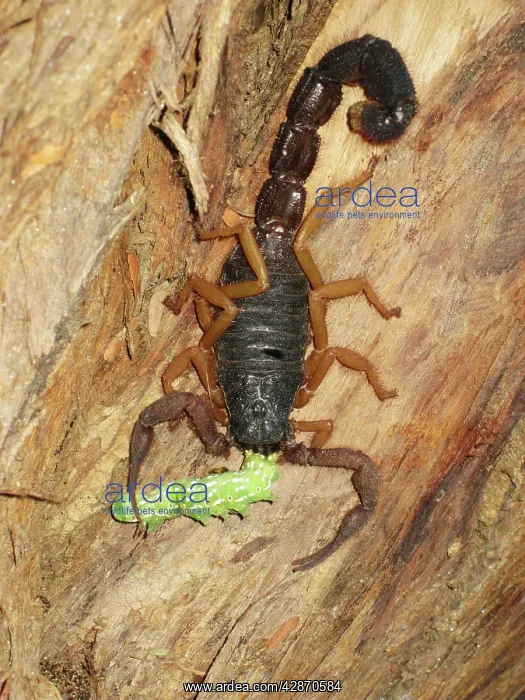 : Black hairy thick-tailed Scorpion - on tree bark : Black hairy thick-tailed Scorpion - on tree bark