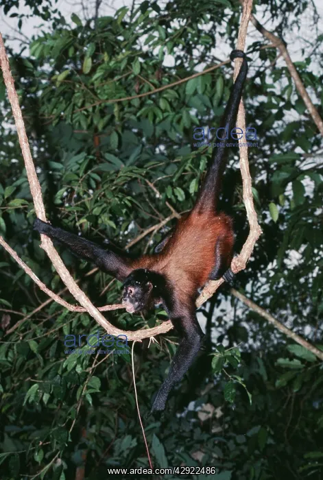 : Black-handed Spider / GeoffroyIs Spider MONKEY - in canopy : Black-handed Spider / GeoffroyIs Spider MONKEY - in canopy