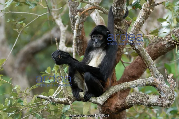 : Black-handed Spider Monkey : Black-handed Spider Monkey
