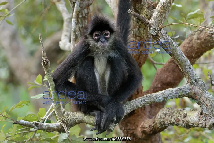 : Black-handed Spider Monkey : Black-handed Spider Monkey