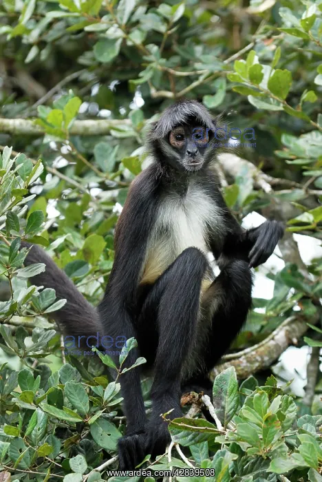 : Black-handed Spider Monkey : Black-handed Spider Monkey