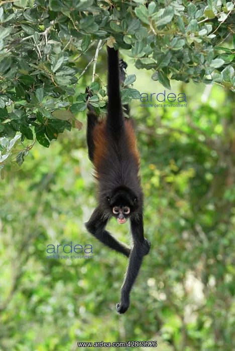 : Black-handed Spider Monkey : Black-handed Spider Monkey