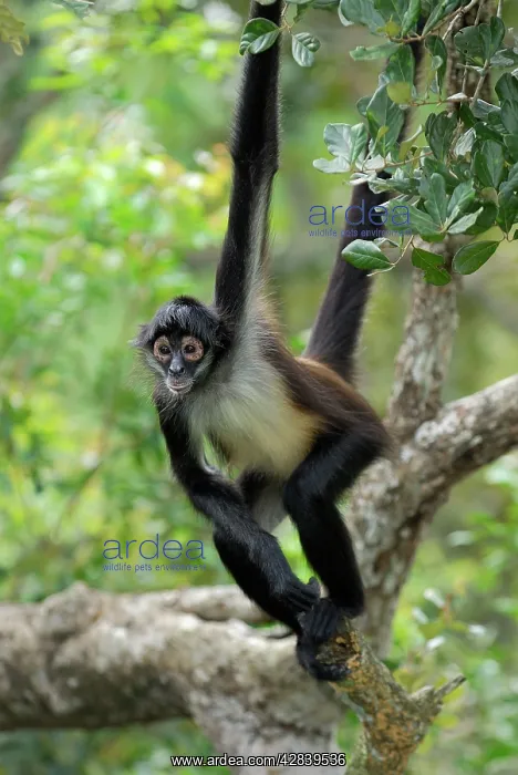 : Black-handed Spider Monkey : Black-handed Spider Monkey