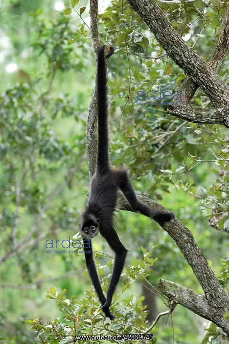 : Black-handed Spider Monkey : Black-handed Spider Monkey