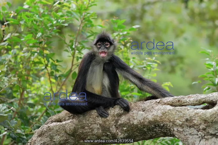 : Black-handed Spider Monkey : Black-handed Spider Monkey