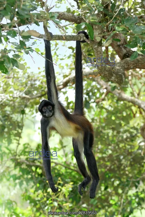 : Black-handed Spider Monkey : Black-handed Spider Monkey