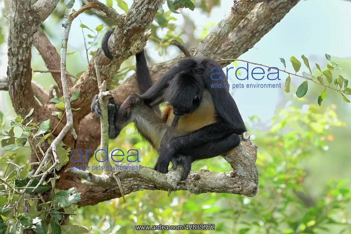 : Black-handed Spider Monkey : Black-handed Spider Monkey