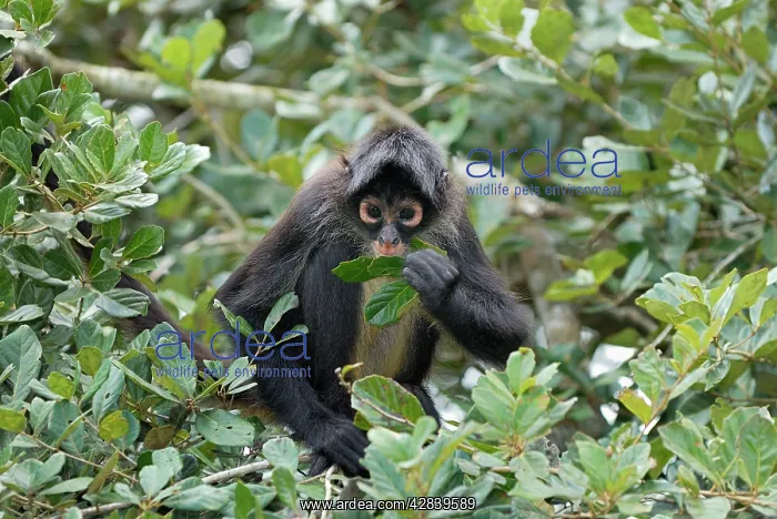 : Black-handed Spider Monkey : Black-handed Spider Monkey
