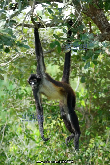 : Black-handed Spider Monkey : Black-handed Spider Monkey