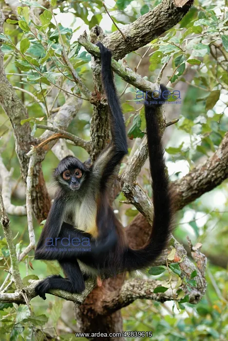  : Black-handed Spider Monkey