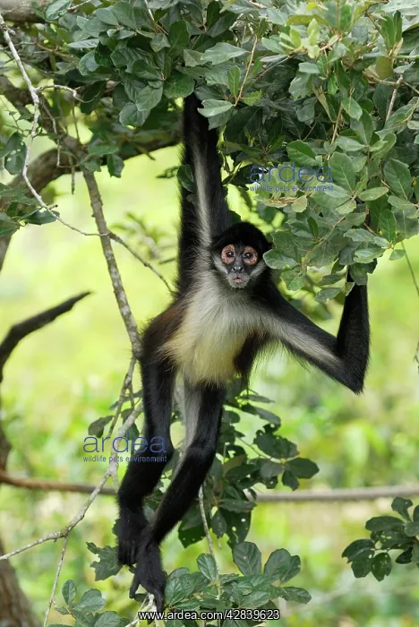 : Black-handed Spider Monkey : Black-handed Spider Monkey