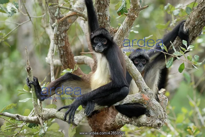 : Black-handed Spider Monkey : Black-handed Spider Monkey
