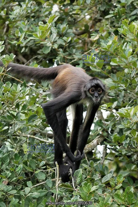 : Black-handed Spider Monkey : Black-handed Spider Monkey