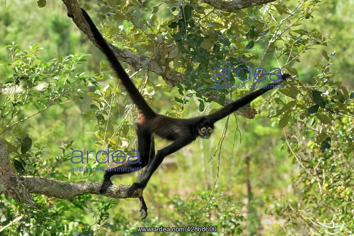  : Black-handed Spider Monkey