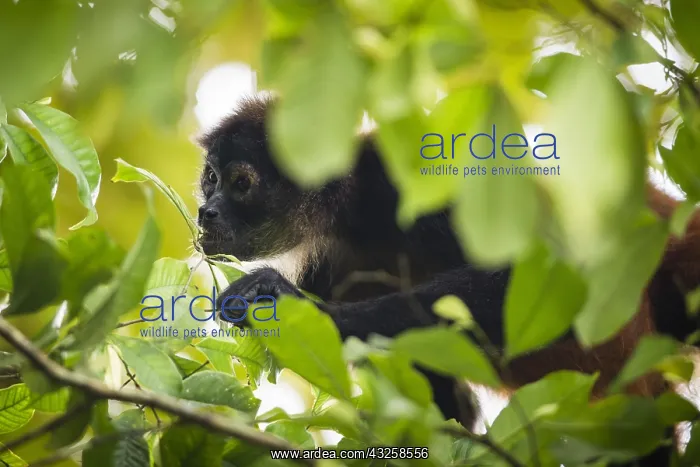 : Black-handed spider monkey (Ateles geoffroyi) eating : Black-handed spider monkey (Ateles geoffroyi) eating
