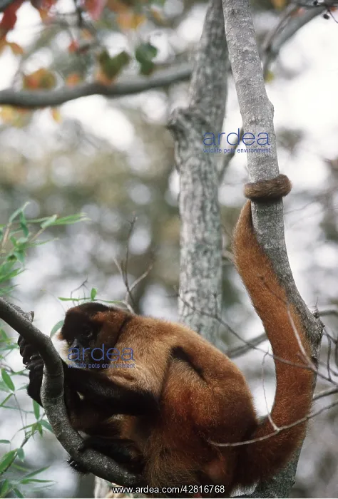 : BLACK HANDED SPIDER MONKEY - in tree : BLACK HANDED SPIDER MONKEY - in tree