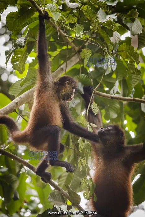 : Black-handed spider monkeys (Ateles geoffroyi) in : Black-handed spider monkeys (Ateles geoffroyi) in
